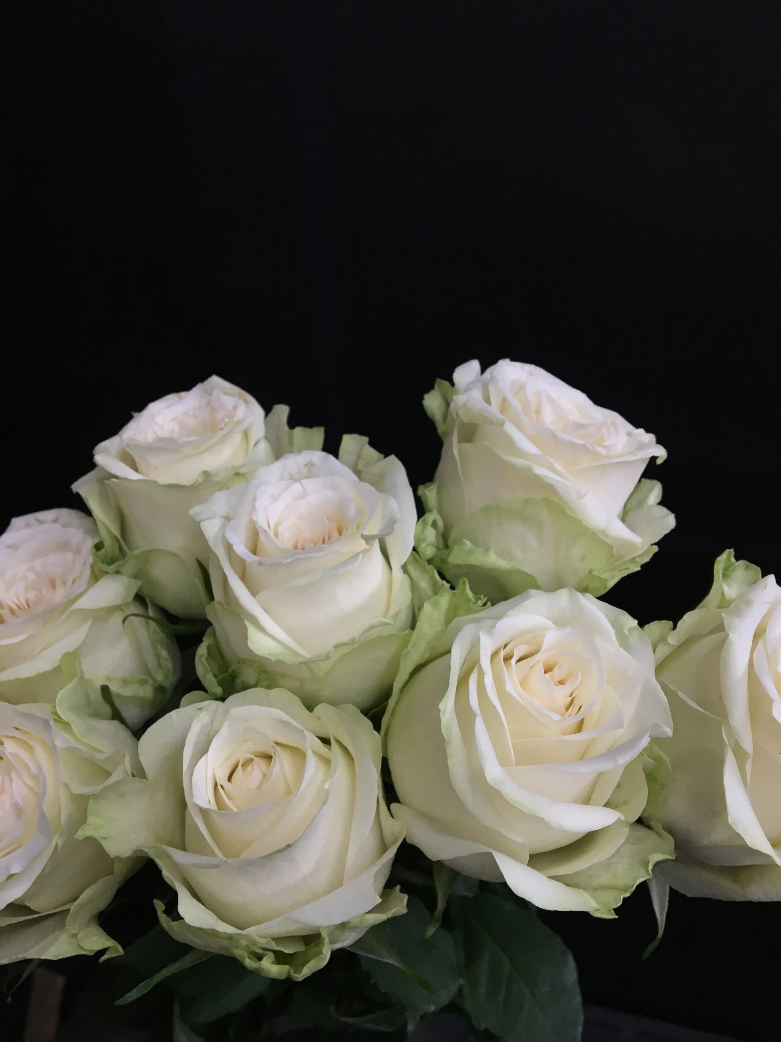 Cluster of cream and ivory garden roses with green-tipped petals