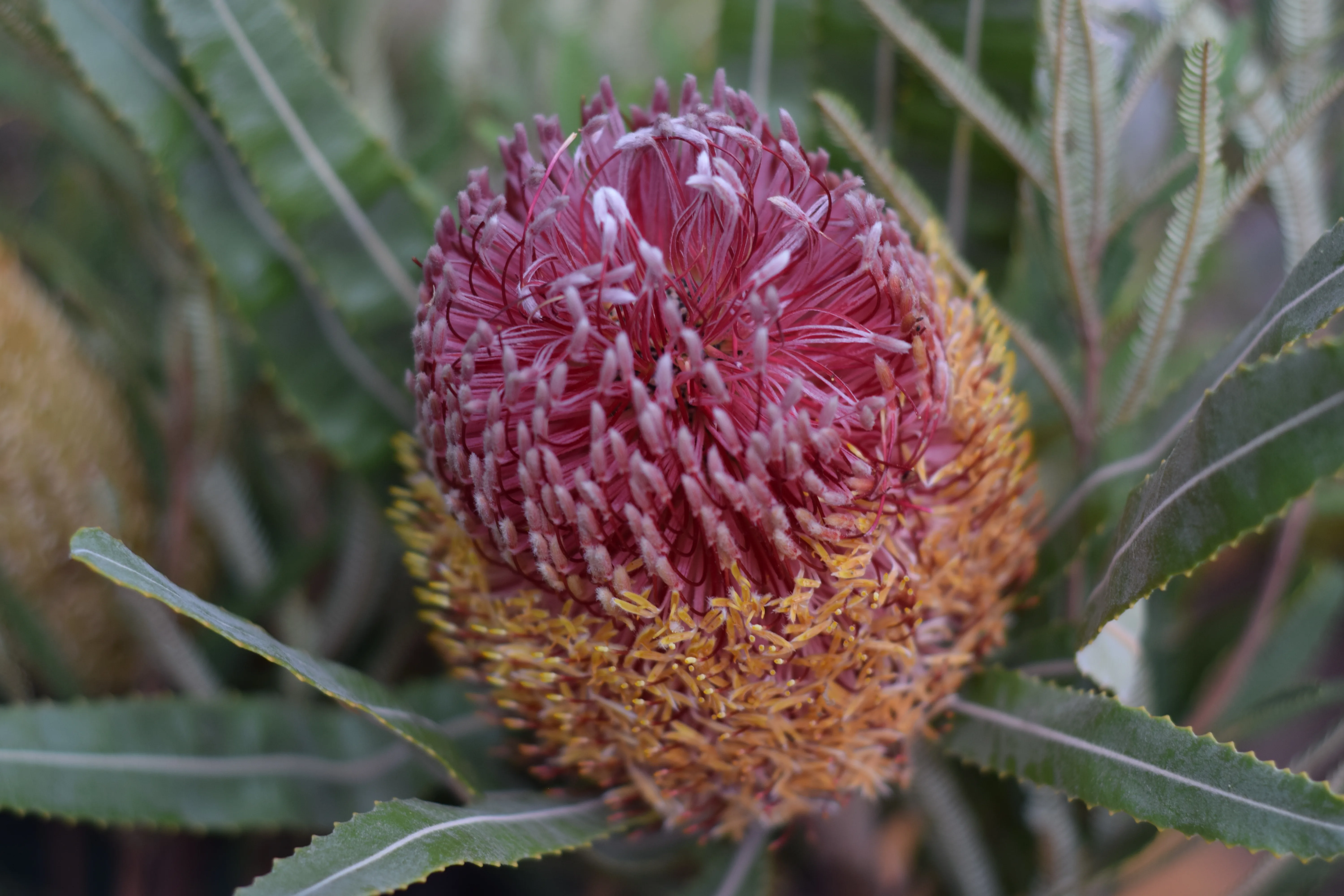 Pink and orange banksia flower head among serrated native leaves