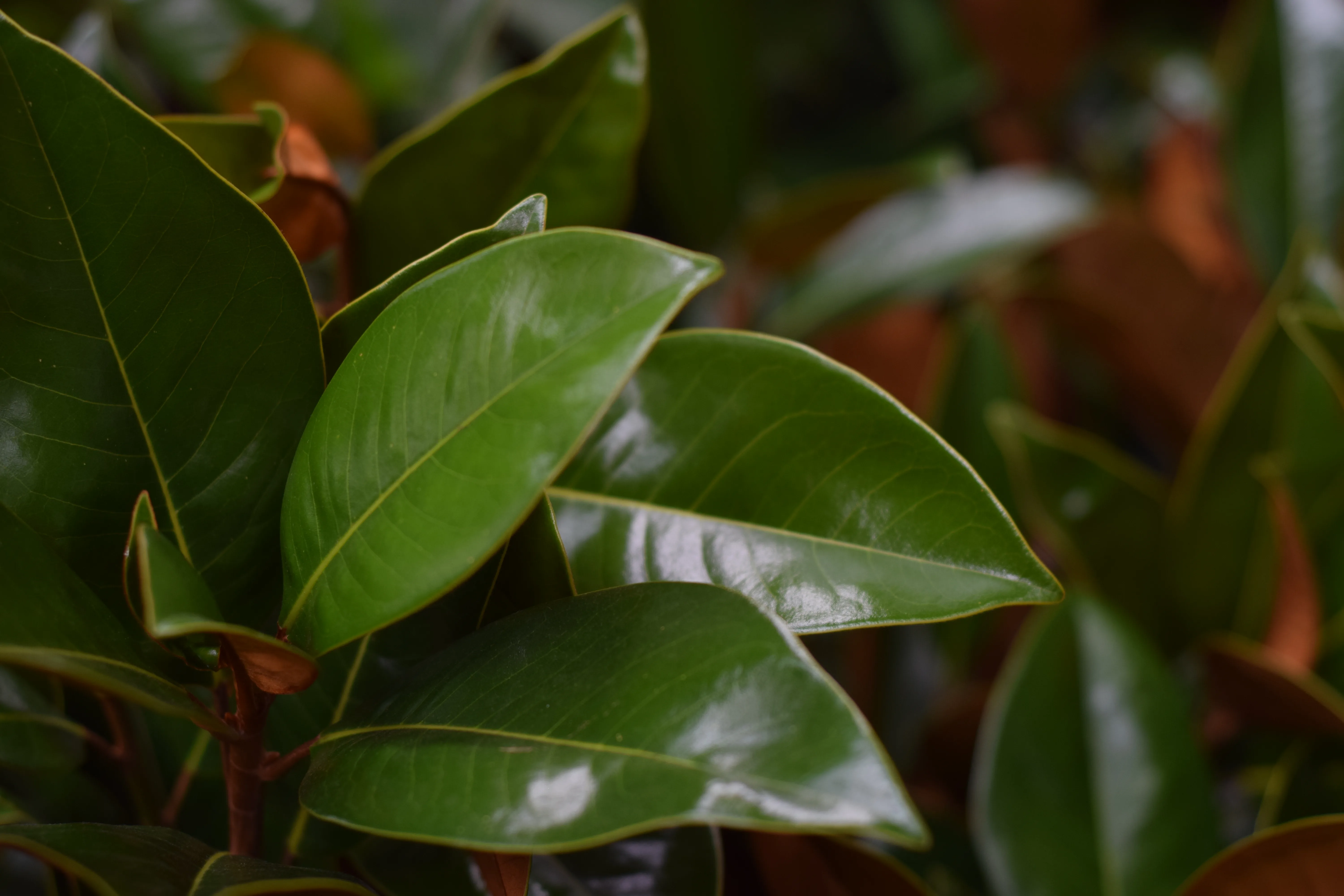 Glossy dark-green magnolia foliage close-up with bronze leaf undersides