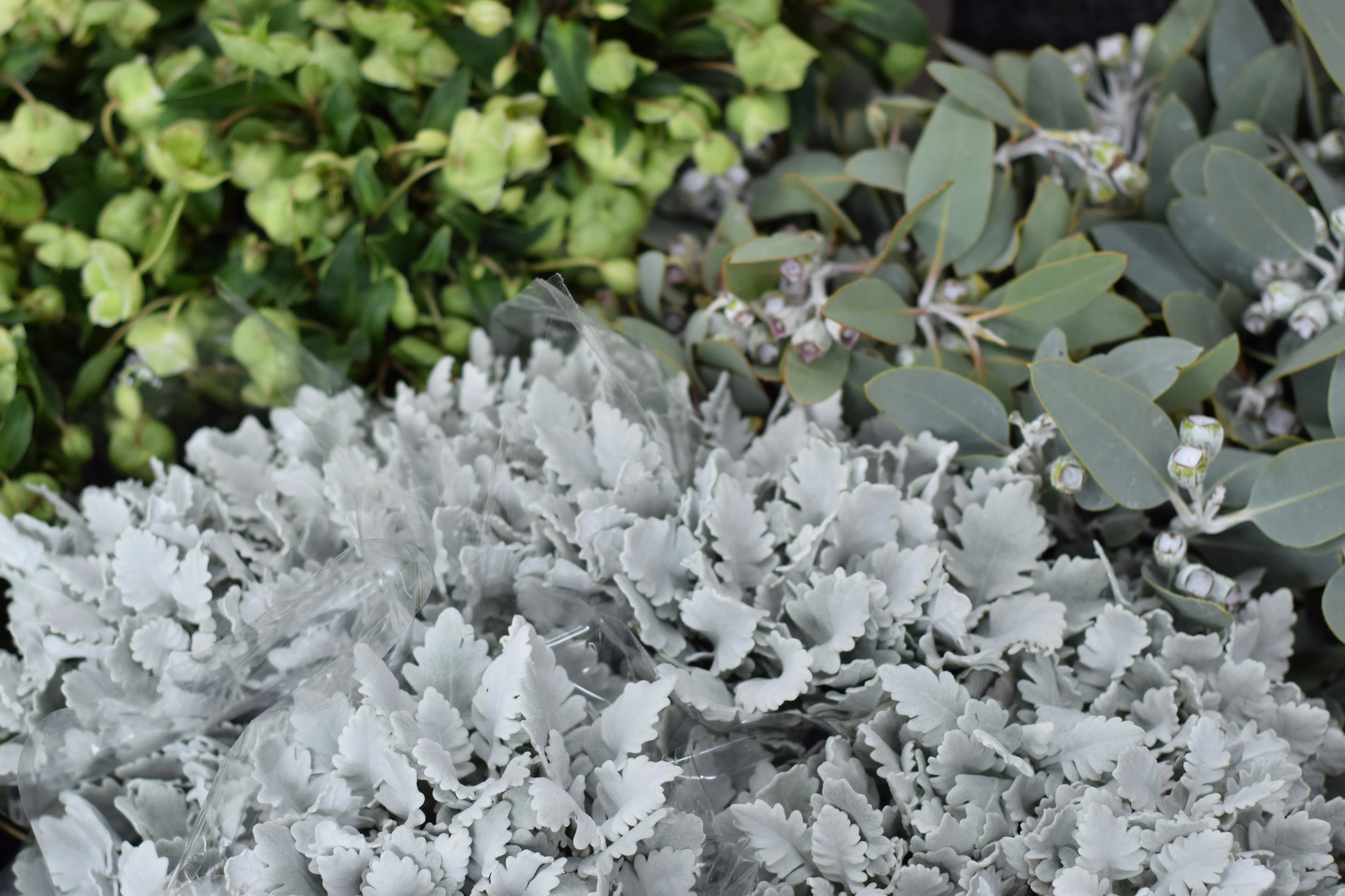 Bunched foliage — silver dusty miller, seeded eucalyptus with gumnuts, green fillers in cello wrap
