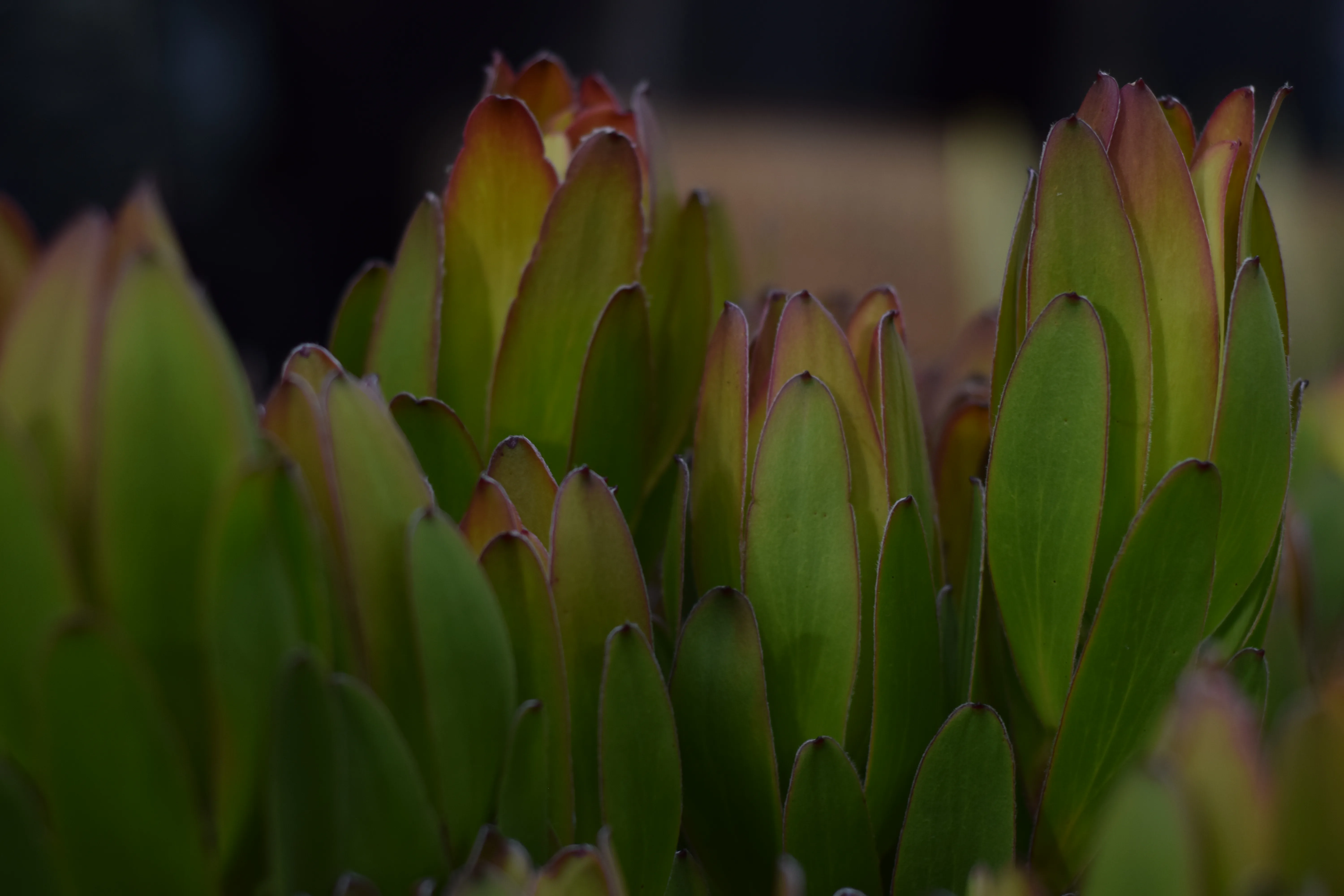 Leucadendron foliage tips, green with red edges — low-key macro