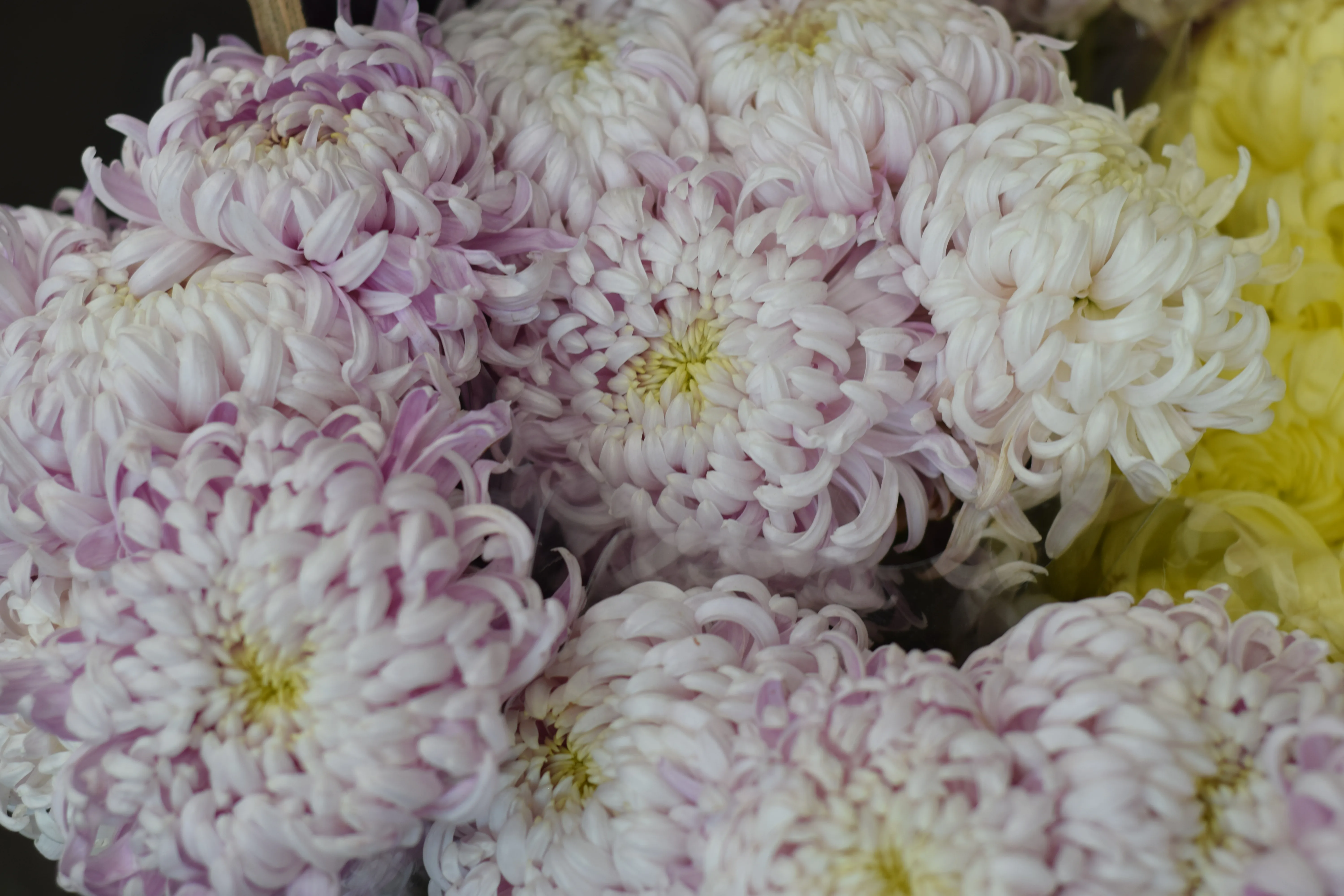 Cluster of pastel lilac, white and yellow disbud chrysanthemums — tight macro