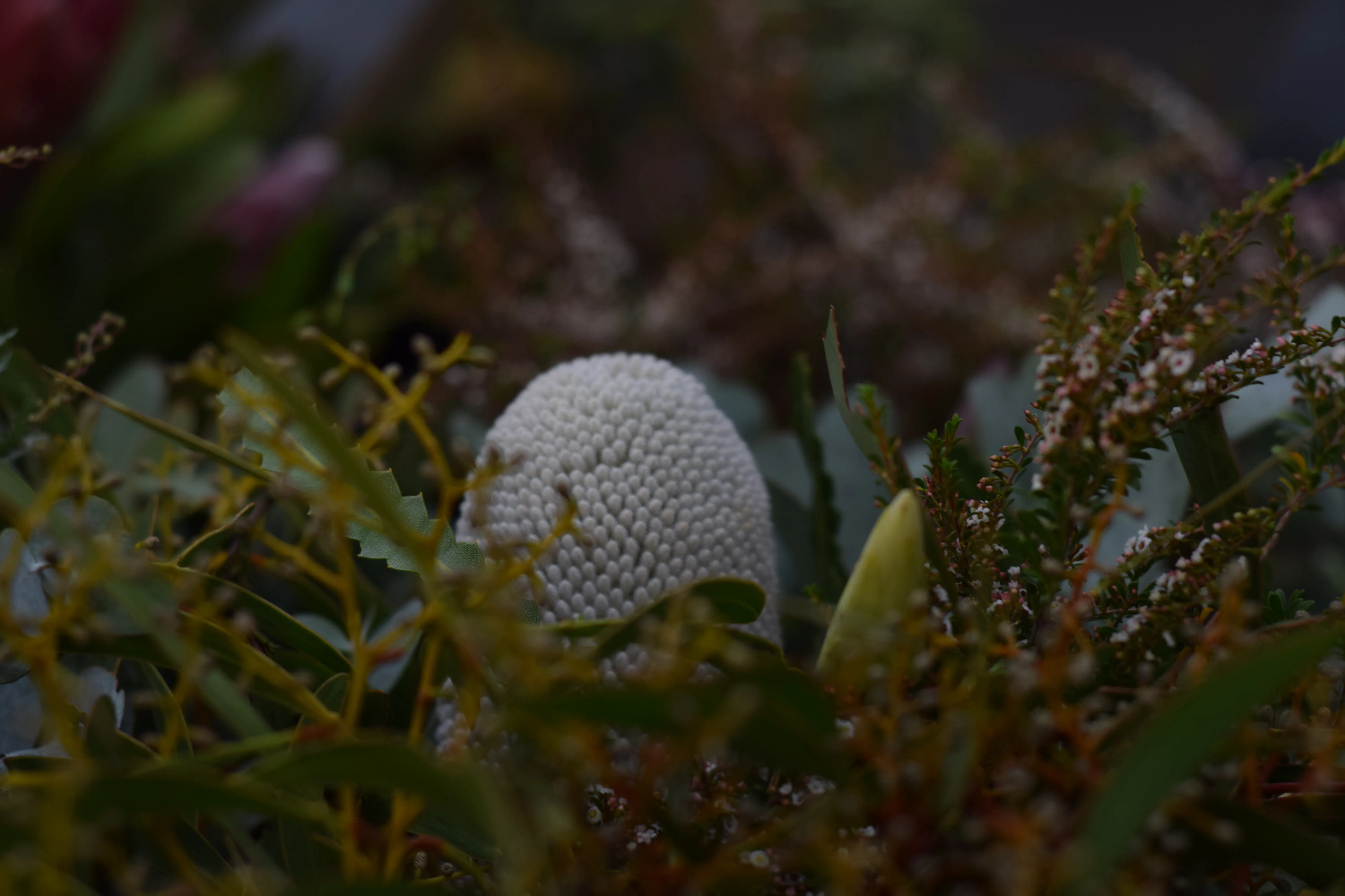 White banksia-cone bud nested in native foliage — waxflower and eucalyptus, moody low-key