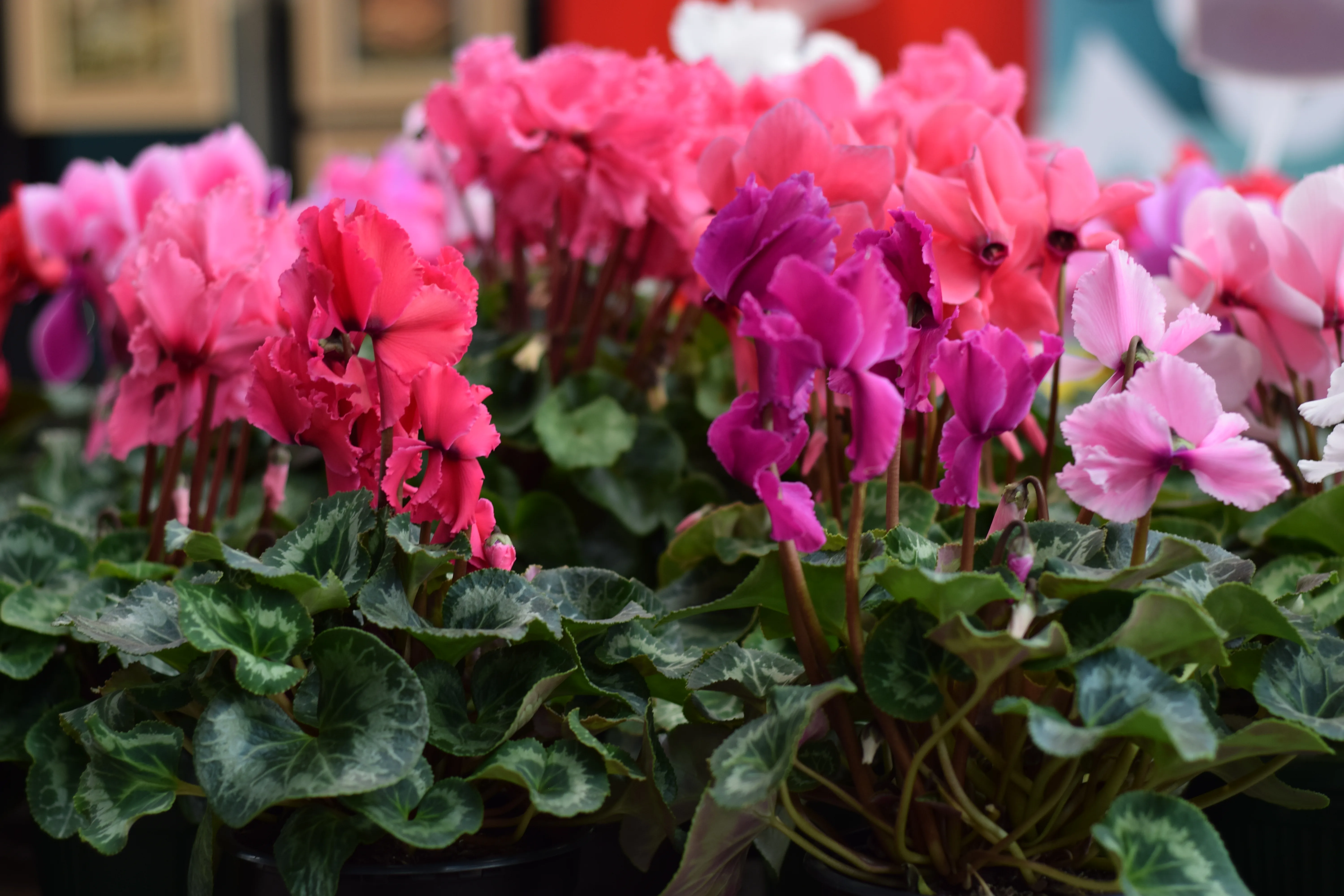 Bright potted cyclamen display in full bloom at the market stall