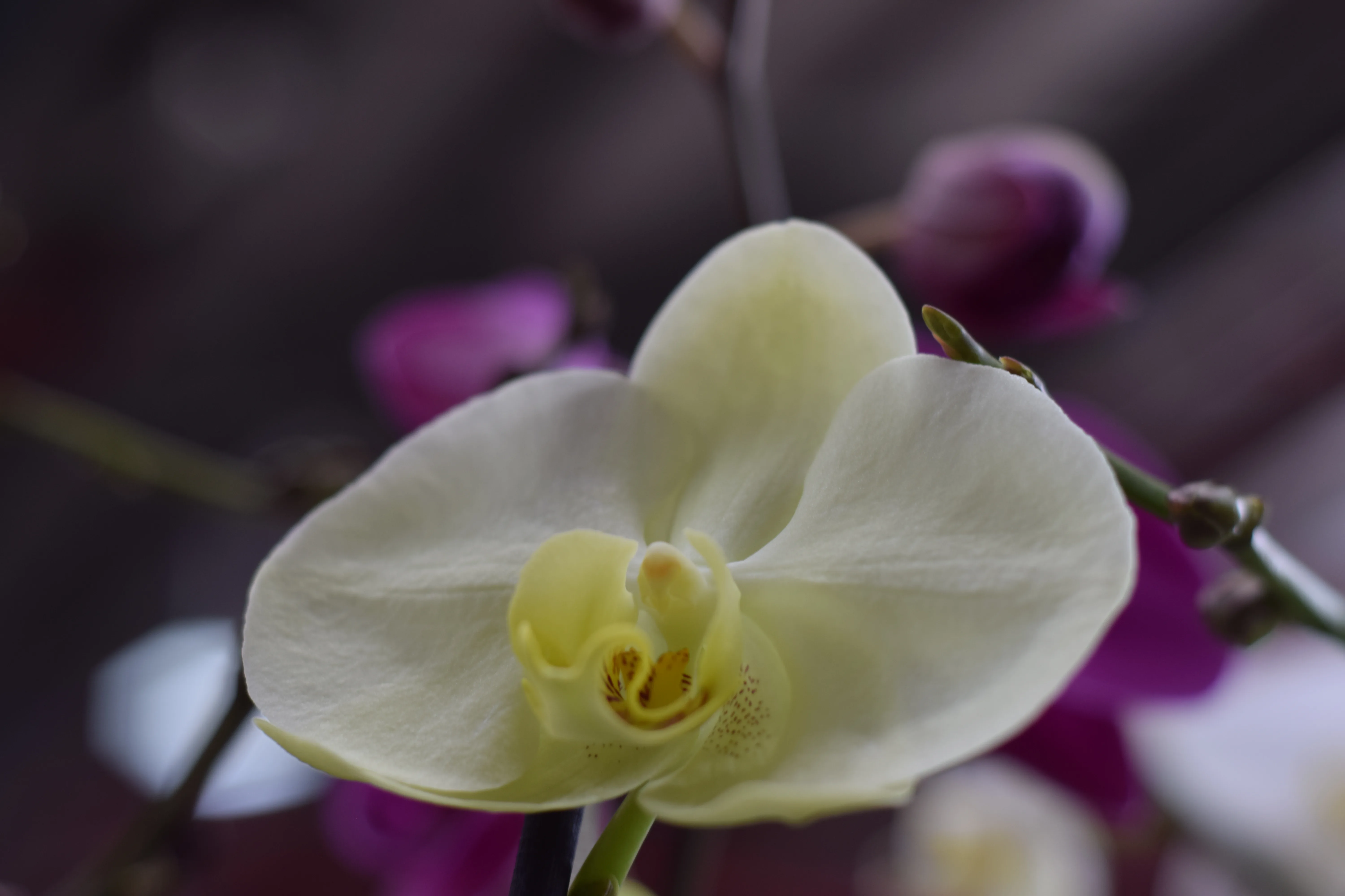 Cream and pale-yellow phalaenopsis orchid macro with magenta blooms softly behind