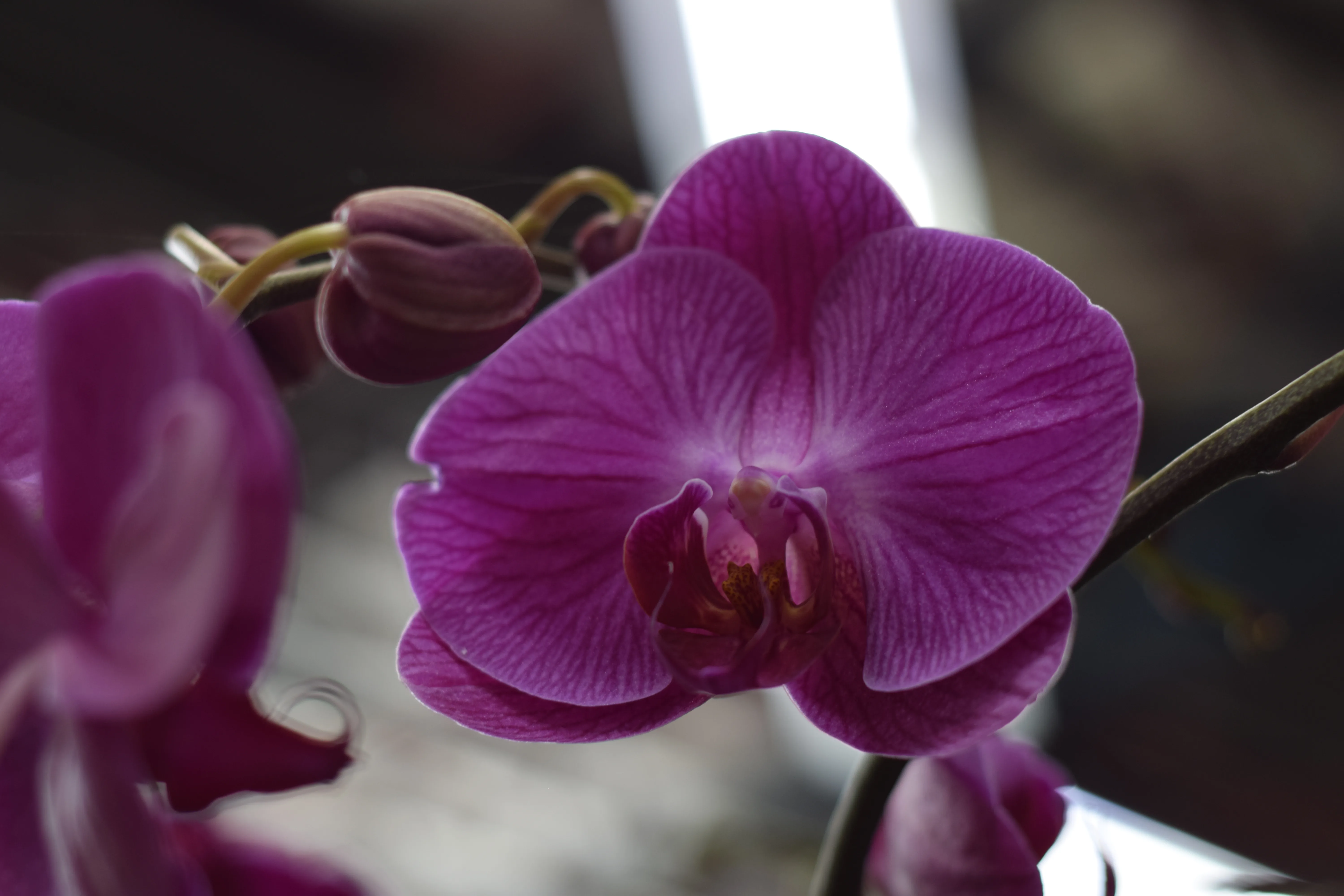Luminous magenta phalaenopsis orchid isolated against near-black