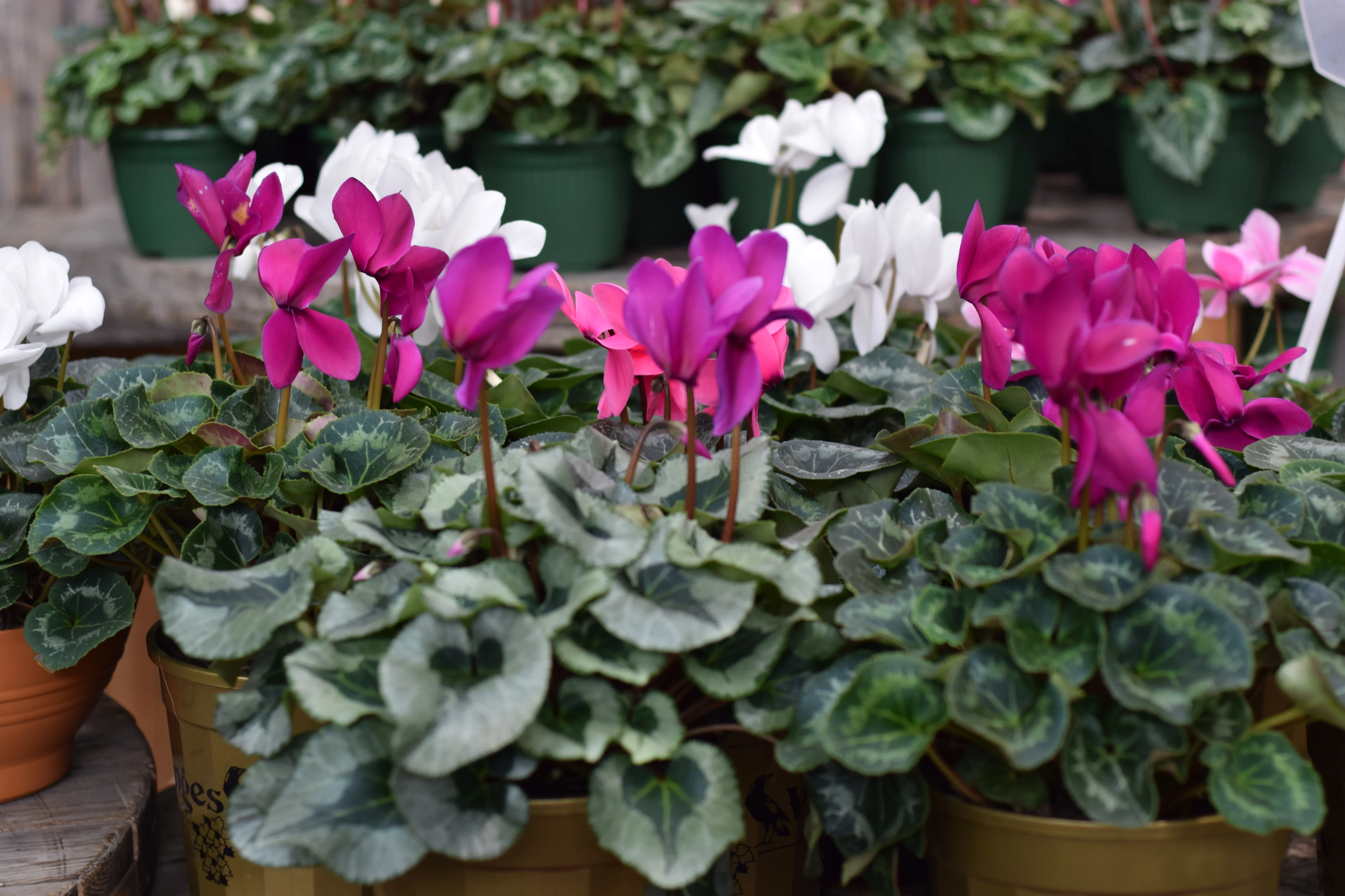 Rows of potted cyclamen in green pots on timber market shelving — Flawless Flowers stall display