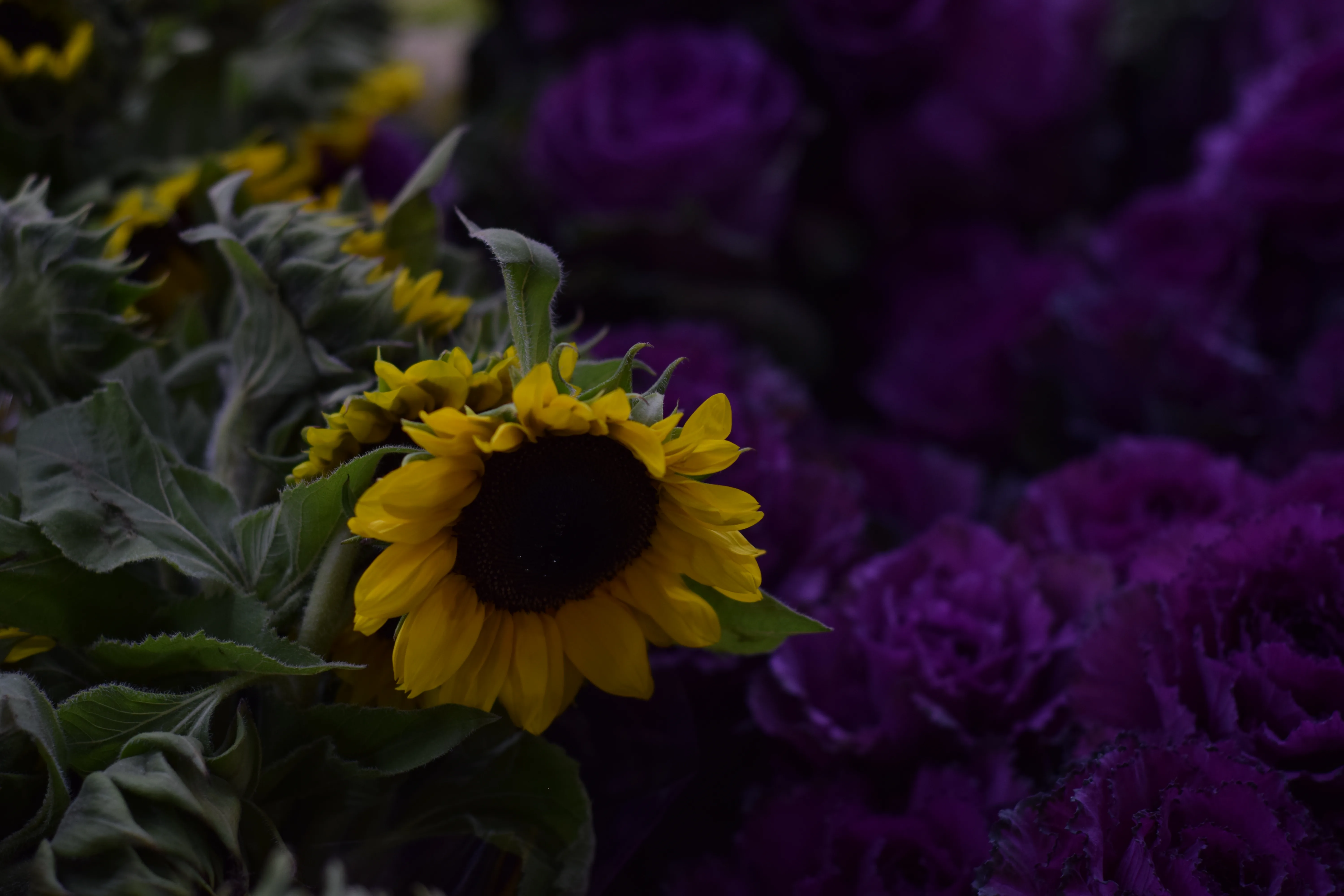 Golden sunflower against deep-purple ornamental kale