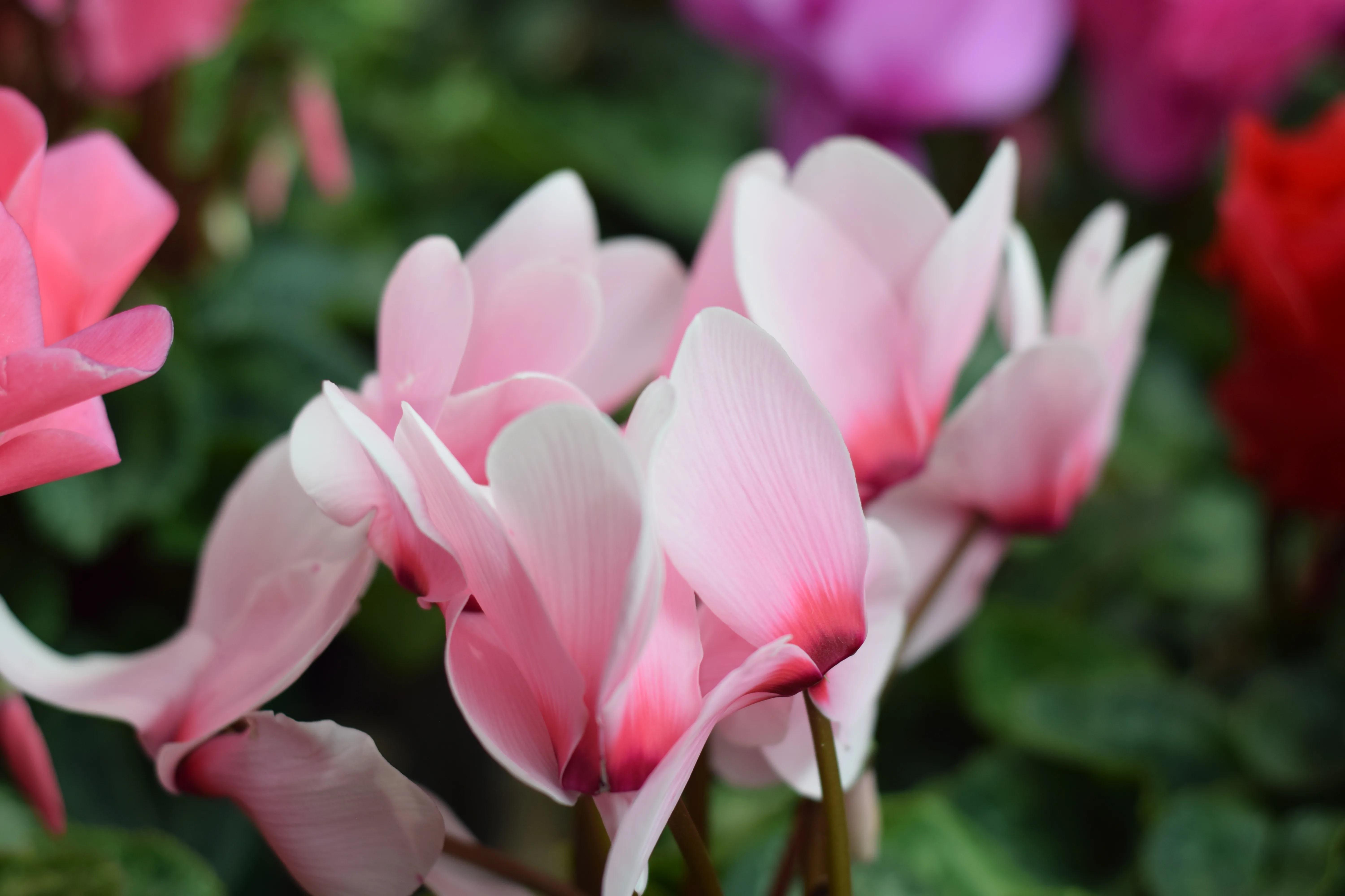 Soft pink cyclamen flowers macro against green bokeh ground